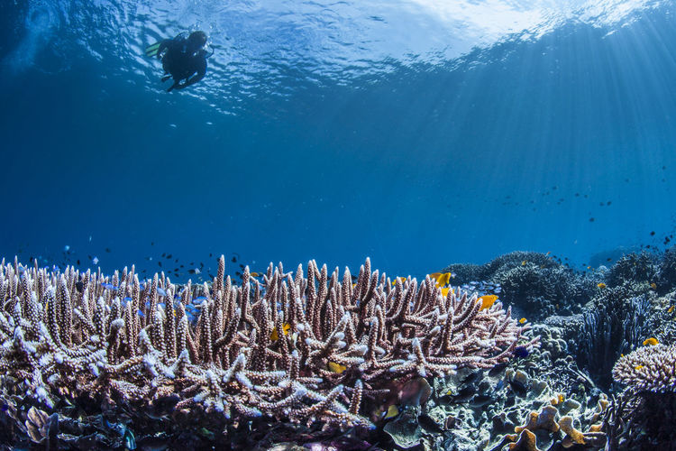 Scuba diver swimming above coral