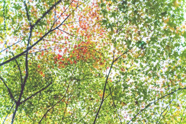 Low angle view of flowering tree