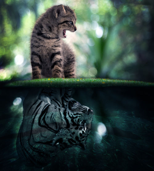 Advertising concept a whisker cat have predator instinct concept with reflexing as a tiger on water.