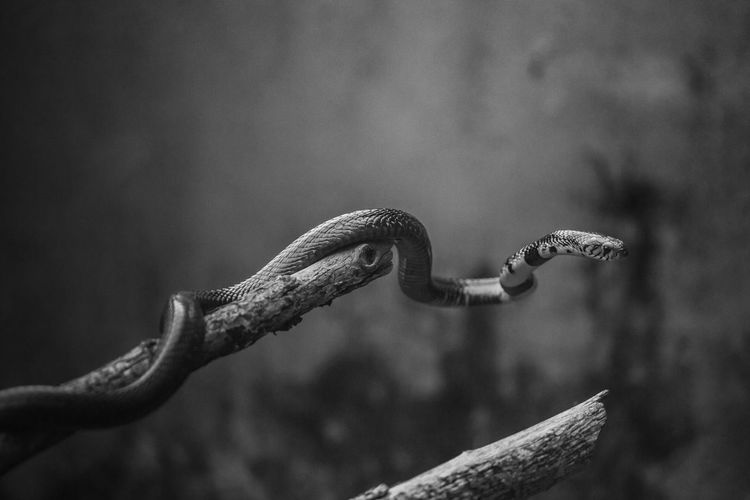 High angle view of snake on branch