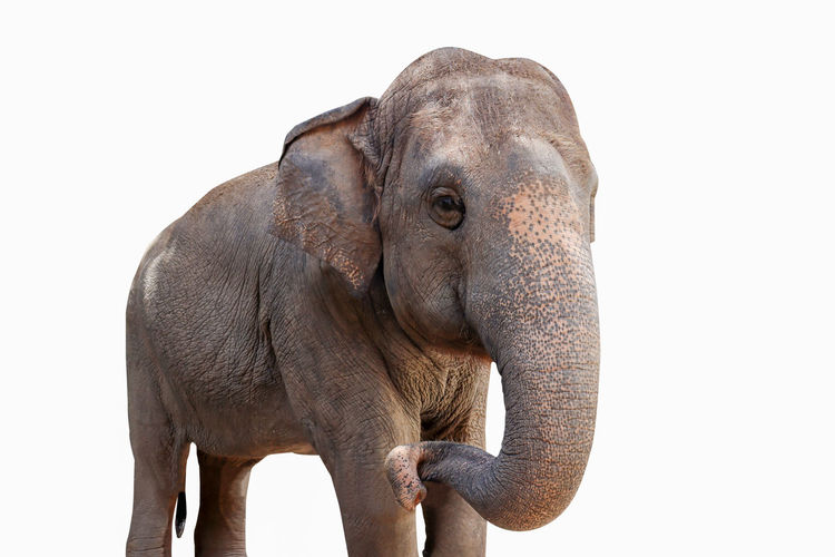 Close-up of elephant over white background