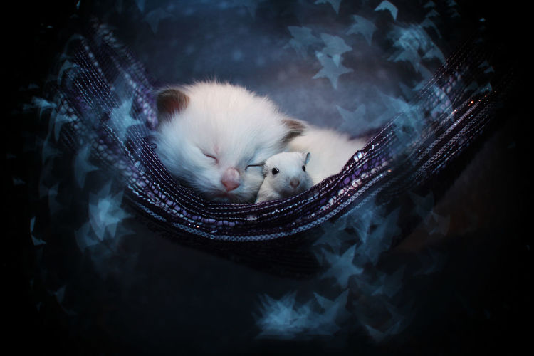 Close-up of sleeping kitten with mouse