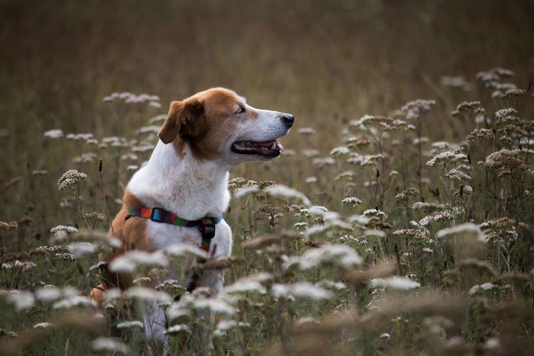 Dog looking away amidst flowers on field