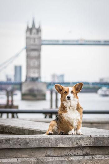 Portrait of dog on retaining wall against tower bridge