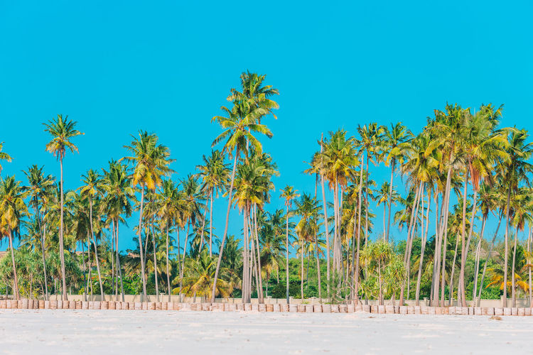 Panoramic view of palm trees against clear blue sky