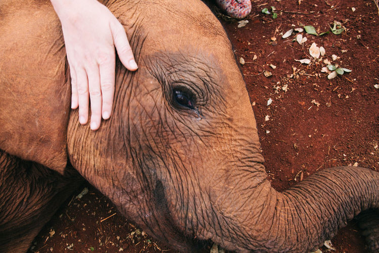Cropped hand of person touching elephant calf