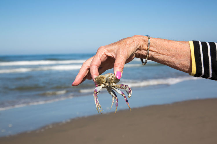 Close-up of hand holding crab against clear sky
