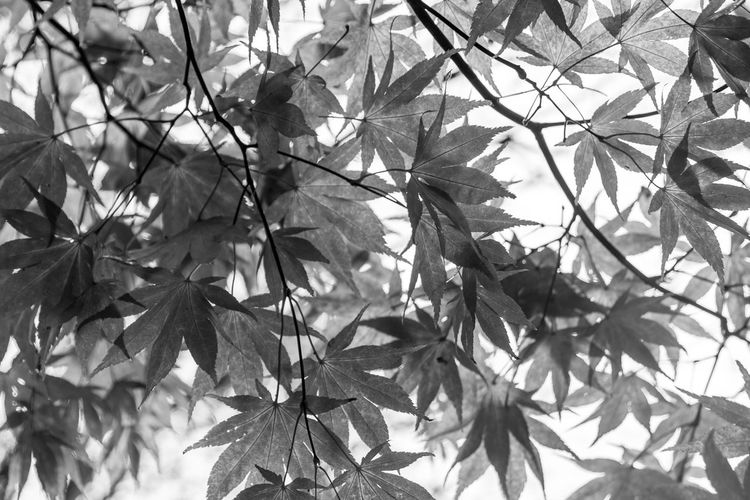 Low angle view of leaves on tree
