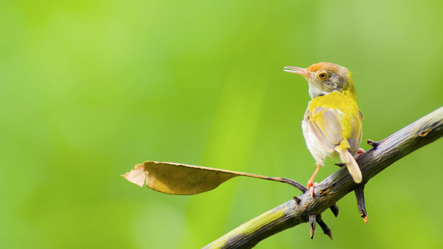 Tailorbird perching on tree during sunny day
