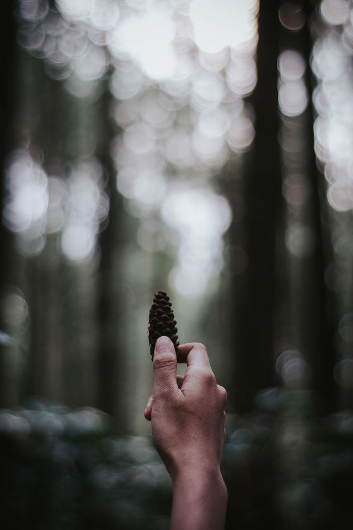 Person holding pine cone