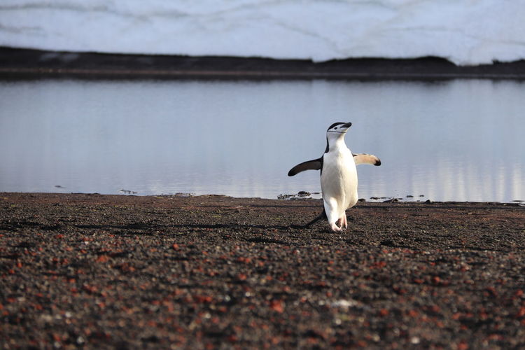 Penguin walking on land against lake