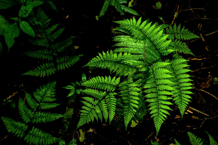 Ferns at forest