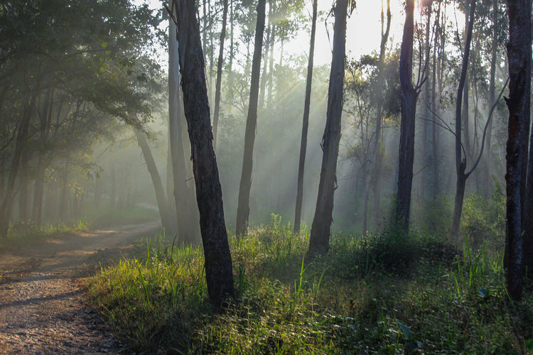 Beautiful sunlight in indian tree forest