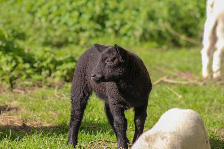 Black lamb standing in a field