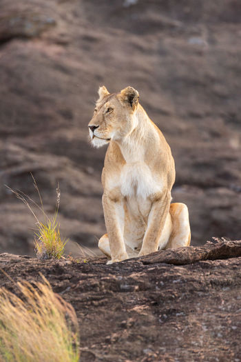 Lioness sitting on rock by grass tuft