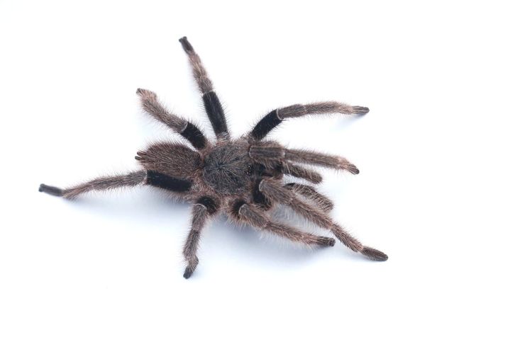 High angle view of spider on white background
