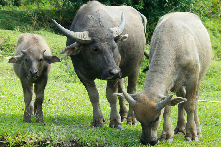 Buffalos family on the grass