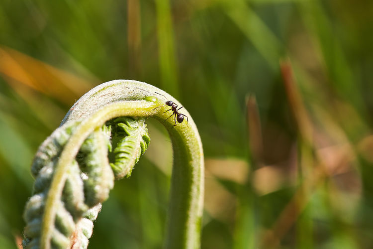 Close-up of ant on fern