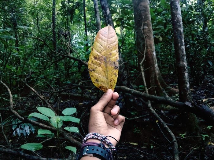 Midsection of person holding leaf in forest