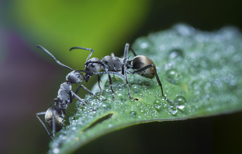 Polyrhachis dives ants