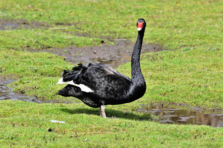 Side view of a black swan on field