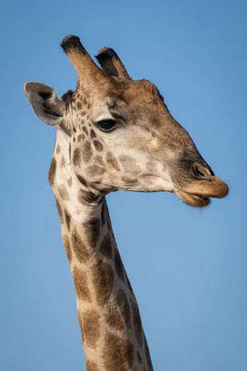 Close-up of male southern giraffe neck and head