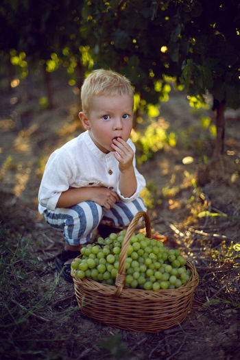 Blond boy child collects it in a basket grapes in a vineyard and eats it