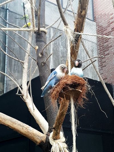 Close-up of bird perching on branch
