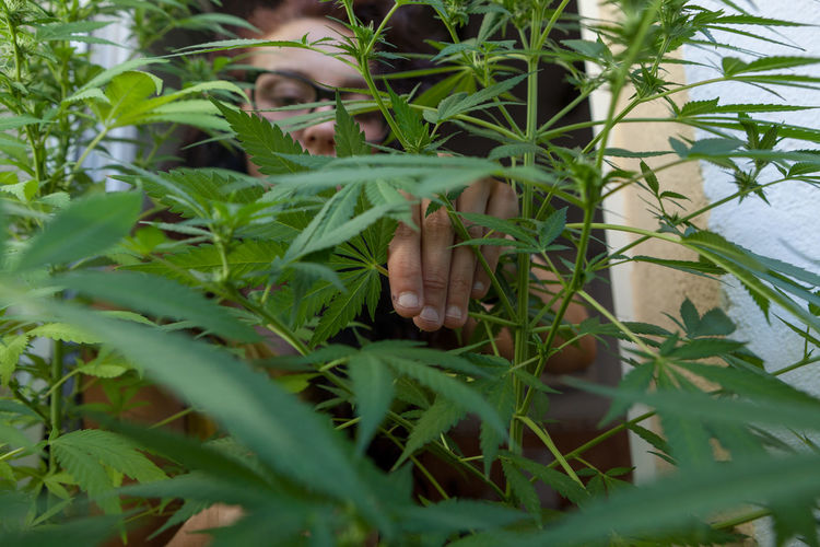 Portrait of woman watching her marijuana plants