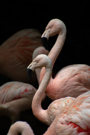 Close-up of flamingoes