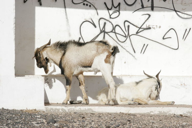 Side view of two dogs against wall
