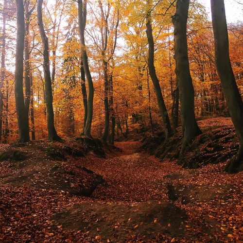 Trees in forest