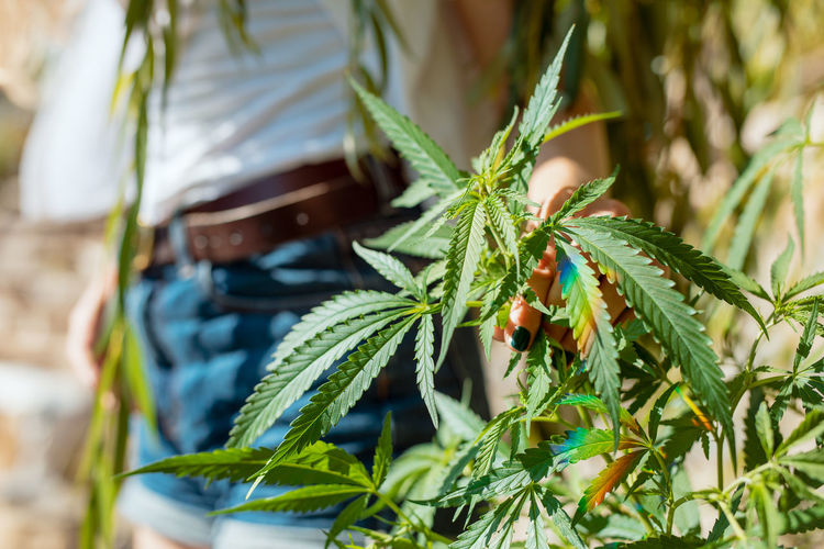 Midsection of woman holding cannabis plant outdoors