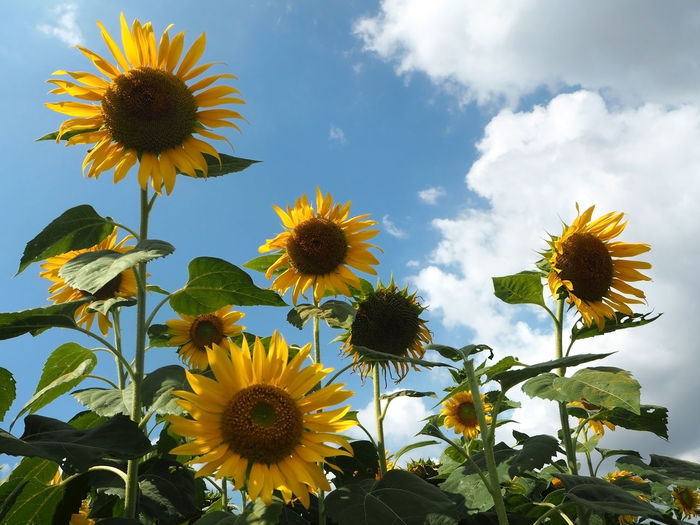 Low angle view of sunflowers growing against sky