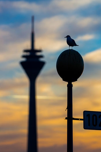 Seagull perching on pole against sky during sunset