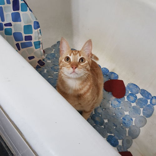High angle view portrait of ginger cat in a bath