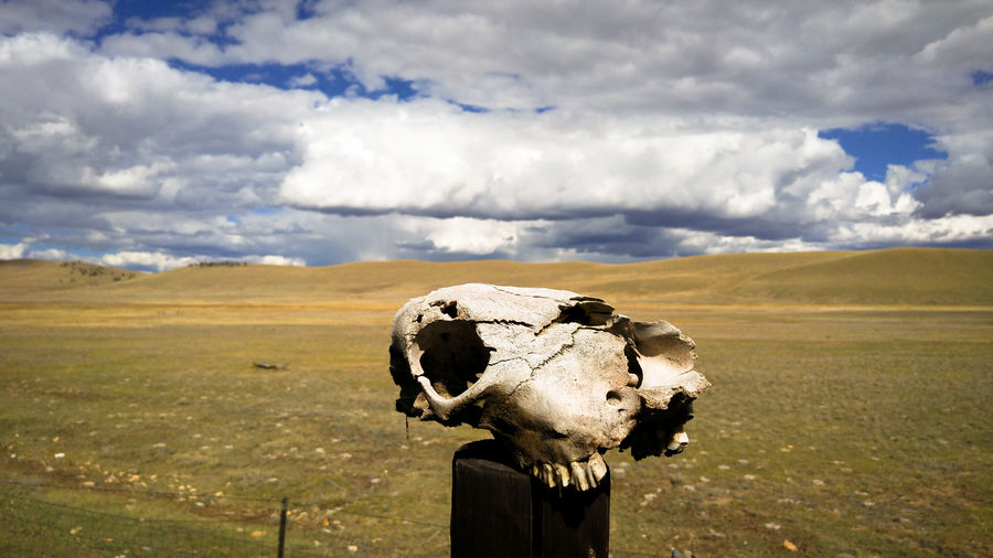 Cow skull on a fence post on a colorado ranch