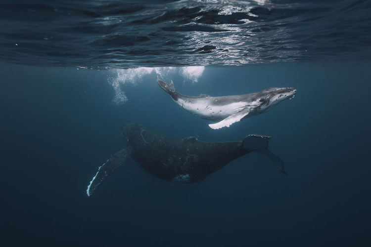 Whales swimming in sea