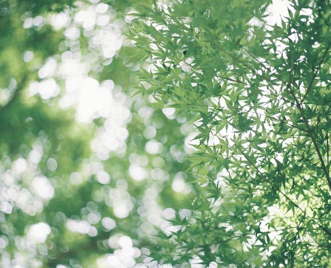 Close-up of fresh green plants in forest