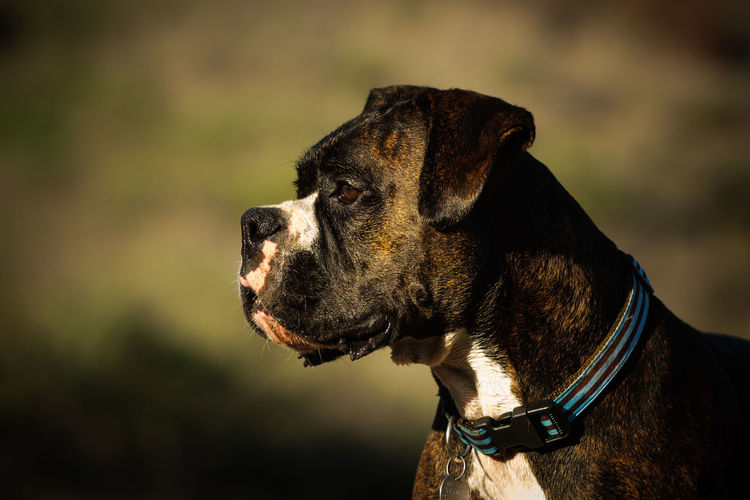 Side view of boxer dog wearing striped collar