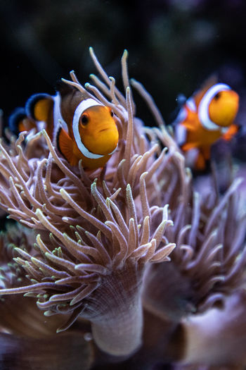 Close-up of fish underwater