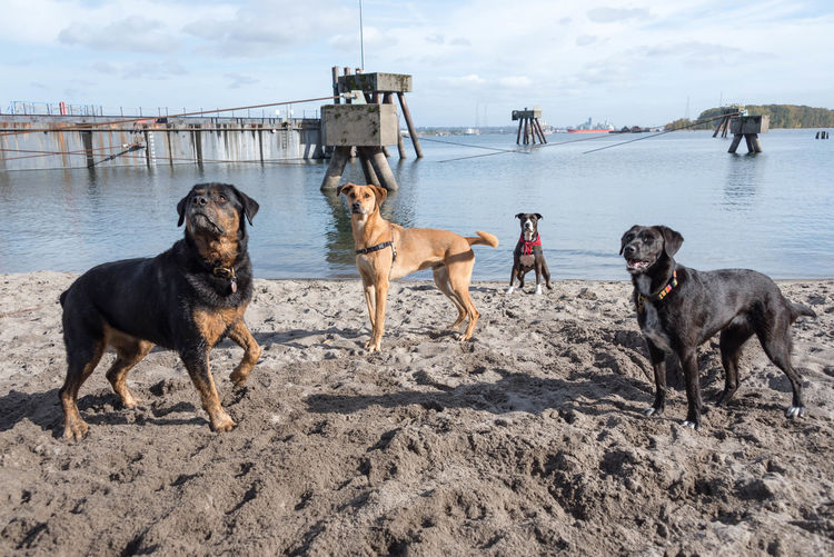 Dogs on beach