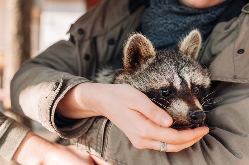 A cute raccoon sits in a girl's arms. the animal looks into the distance warily.