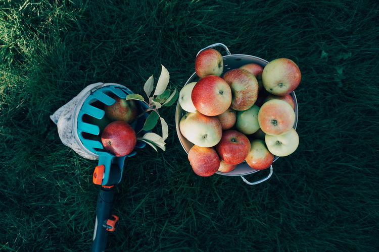 High angle view of apples in bucket on grassy field