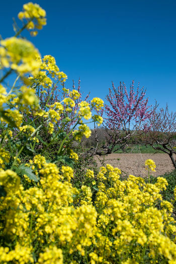 Yellow flowers blooming on field against clear blue sky