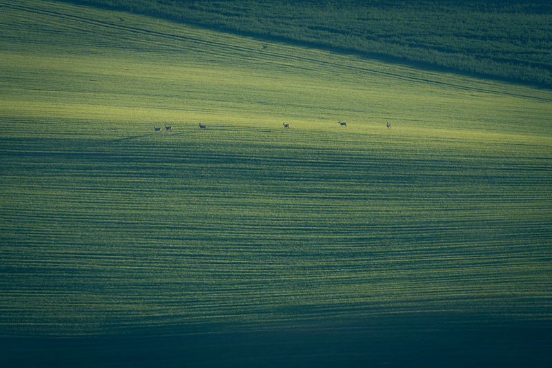 Autumn in south moravia. green hills, fields, trees, a herd of deer