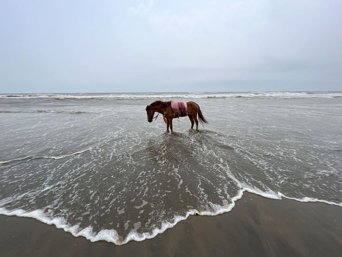 Horse into the sea wave 