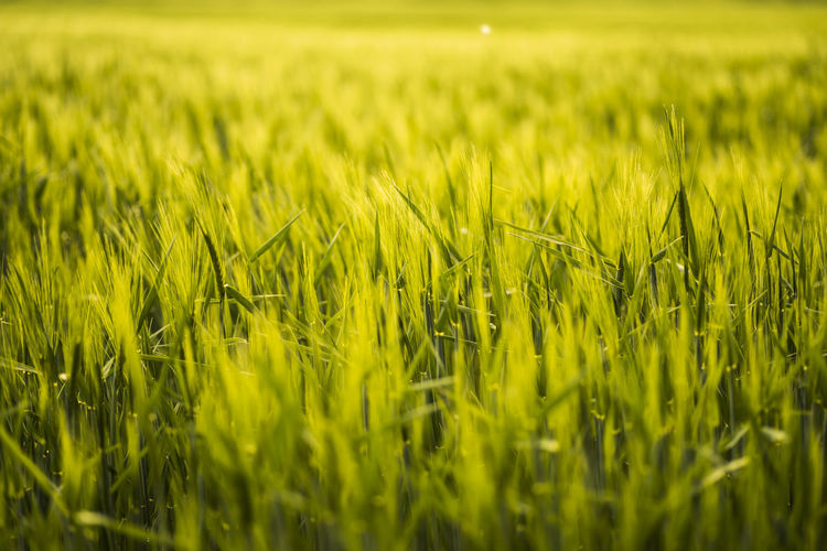 Wheat growing on field