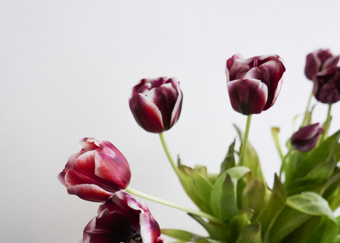 Close-up of red tulips against white background