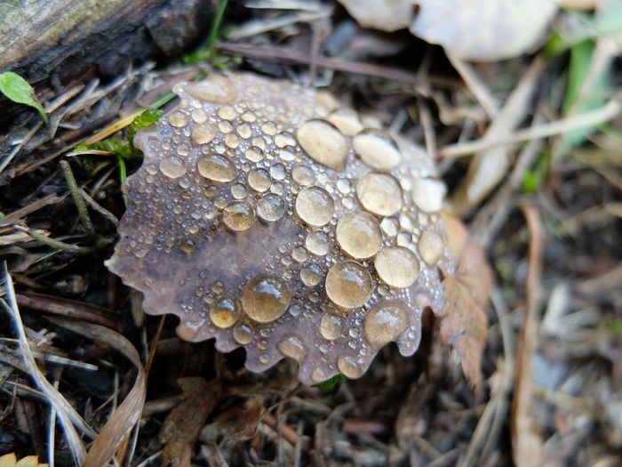 Close-up of wet mushroom growing on field